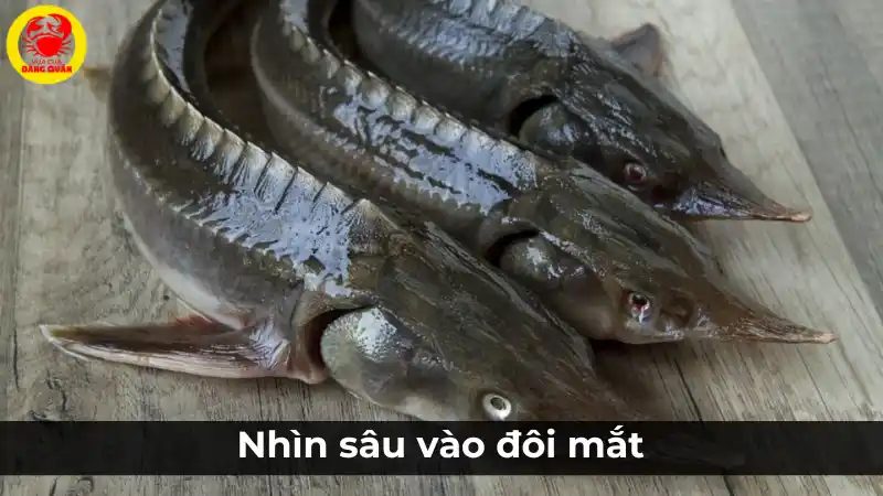Nhìn sâu vào đôi mắt cá tầm để chọn cá tươi.