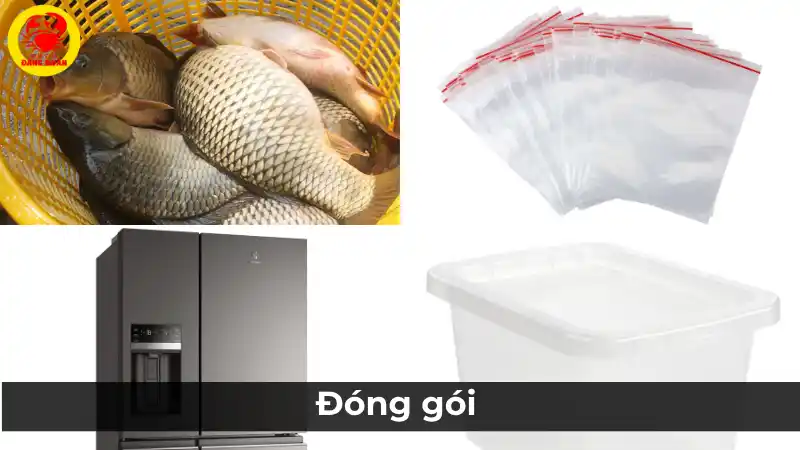 Cách đóng gói cá chép đúng chuẩn để bảo quản tươi lâu