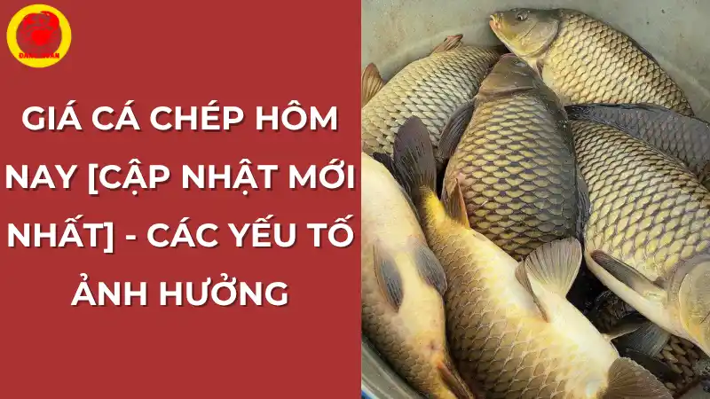 Giá cá chép hôm nay: Cập nhật mới nhất và các yếu tố ảnh hưởng.