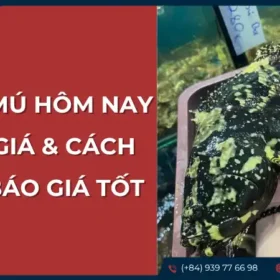 Người đang cầm một con cá mú còn sống hoặc rất tươi, bên cạnh là một rổ cá khác, minh họa cho việc nhận báo giá tốt về giá cá mú.