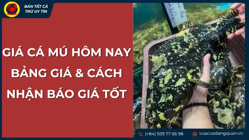 Người đang cầm một con cá mú còn sống hoặc rất tươi, bên cạnh là một rổ cá khác, minh họa cho việc nhận báo giá tốt về giá cá mú.