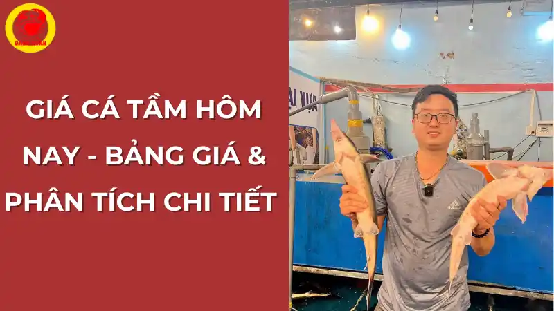 Giá cá tầm hôm nay: Bảng giá và phân tích chi tiết tại Vựa Cua Đăng Quân.