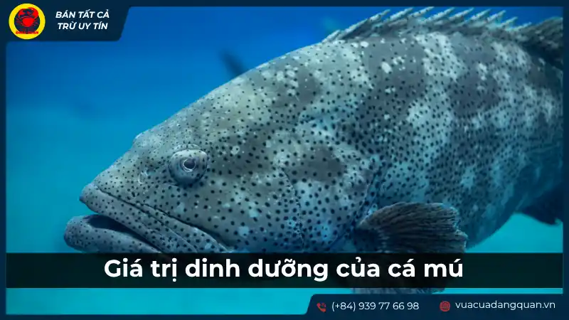 Giá trị dinh dưỡng của cá mú: Có thật sự vượt trội?