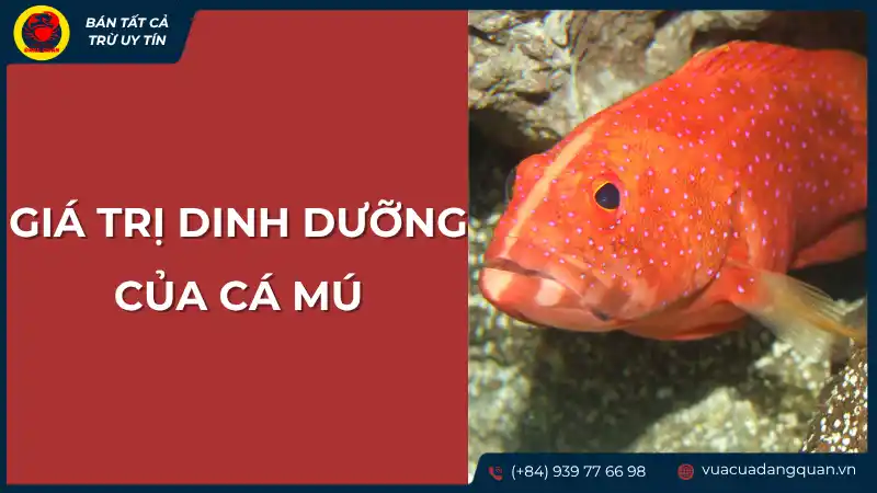 Giá trị dinh dưỡng của cá mú: Lợi ích sức khỏe và thành phần.