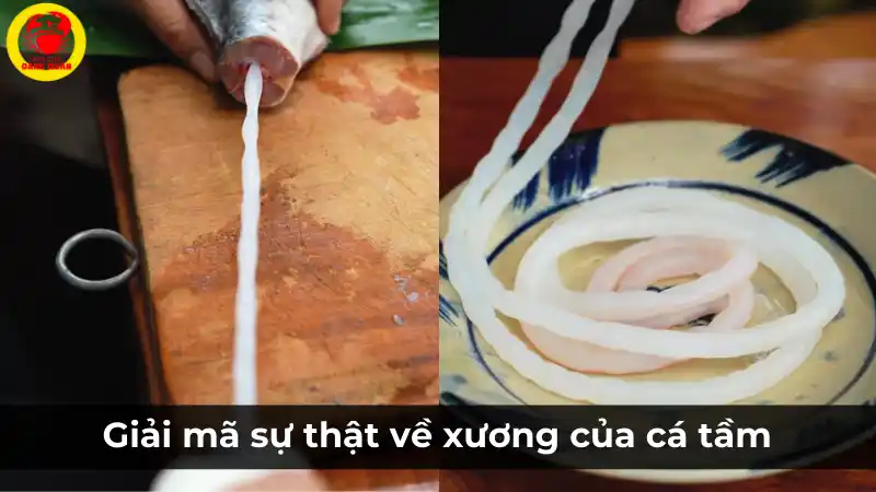 Giải mã sự thật về bộ xương sụn của cá tầm