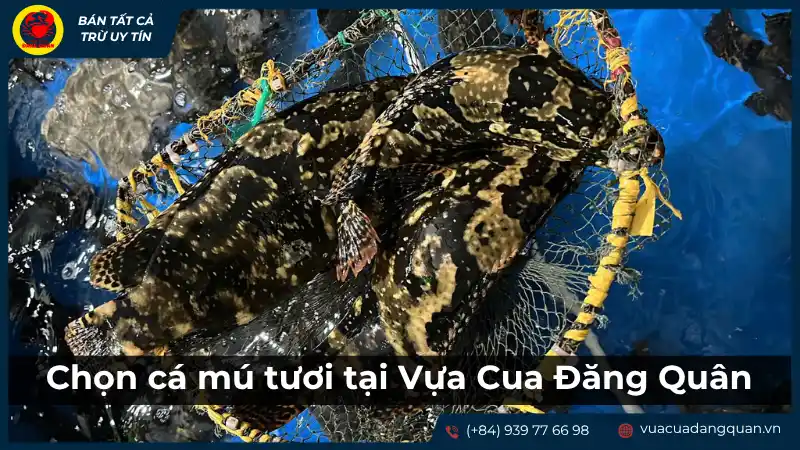 Người đang chọn mua cá mú tại Vựa Cá Đặng Quân, nhấn mạnh giải pháp tối ưu để chọn cá mú tươi ngon.