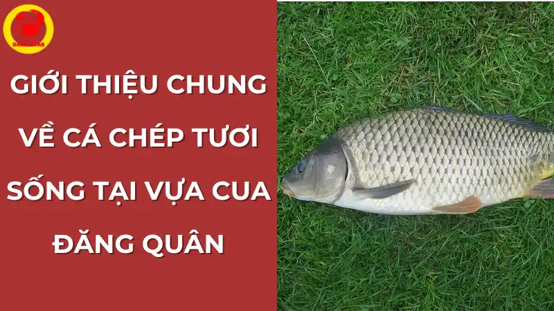 Giới thiệu chung về cá chép tươi sống tại Vựa Cua Đăng Quân Cần Thơ