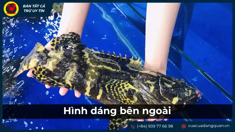 Hình dáng bên ngoài và đặc điểm nhận dạng của cá mú. Hình dáng bên ngoài và đặc điểm nhận dạng của cá mú.