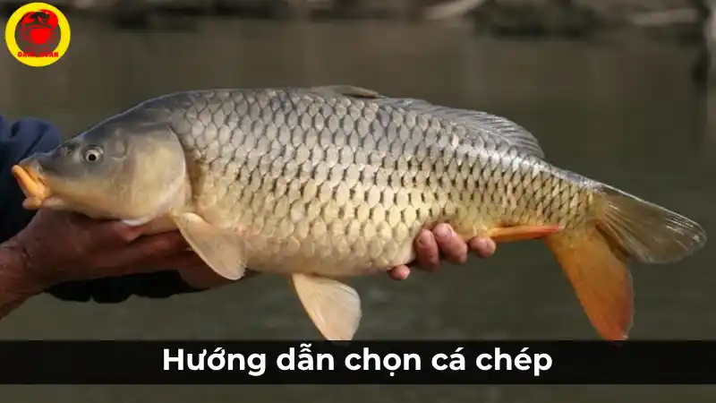 Hướng dẫn chọn cá chép tươi ngon và địa chỉ mua tại Cần Thơ.