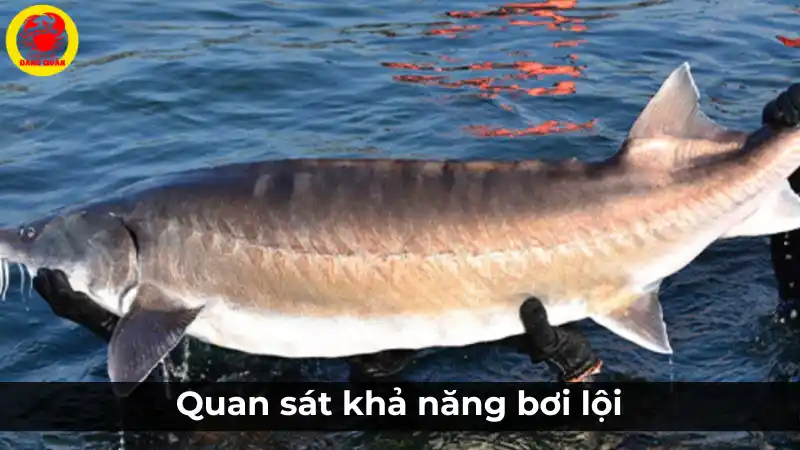 Quan sát khả năng bơi lội của cá tầm để chọn cá tươi.