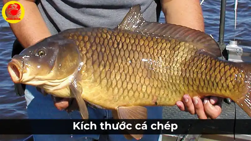 Kích thước cá chép và ảnh hưởng đến giá cá chép hôm nay.