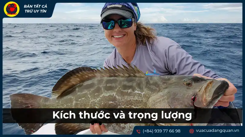 Kích thước và trọng lượng của cá mú: Tiêu chí đánh giá chất lượng. Kích thước và trọng lượng của cá mú: Tiêu chí đánh giá chất lượng.