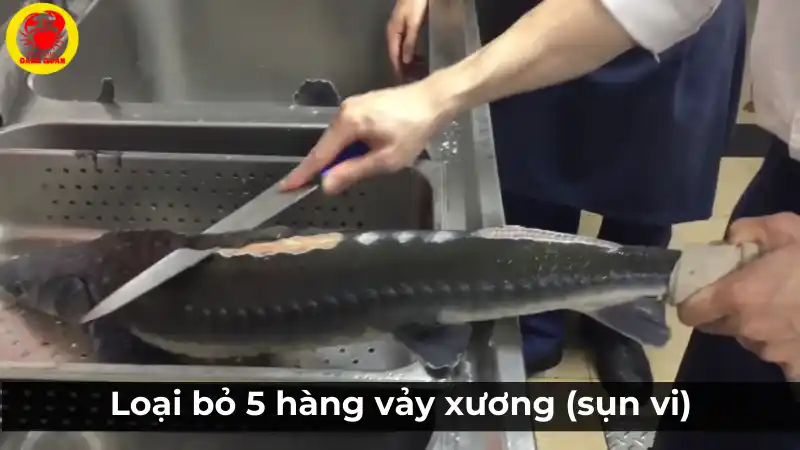 Cách loại bỏ 5 hàng vảy xương của cá tầm.