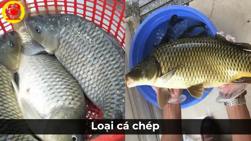 Các loại cá chép và giá cá chép hôm nay. Các loại cá chép và giá cá chép hôm nay.