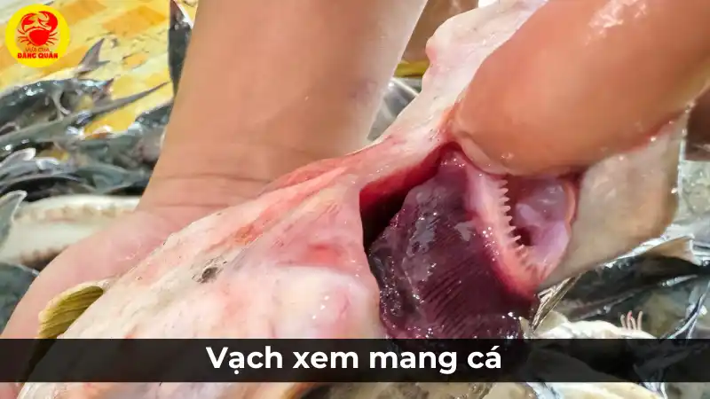 Vạch xem mang cá tầm để chọn cá tươi.