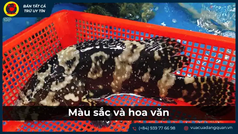 Màu sắc và hoa văn: Đặc điểm nhận dạng các loại cá mú. Màu sắc và hoa văn: Đặc điểm nhận dạng các loại cá mú.