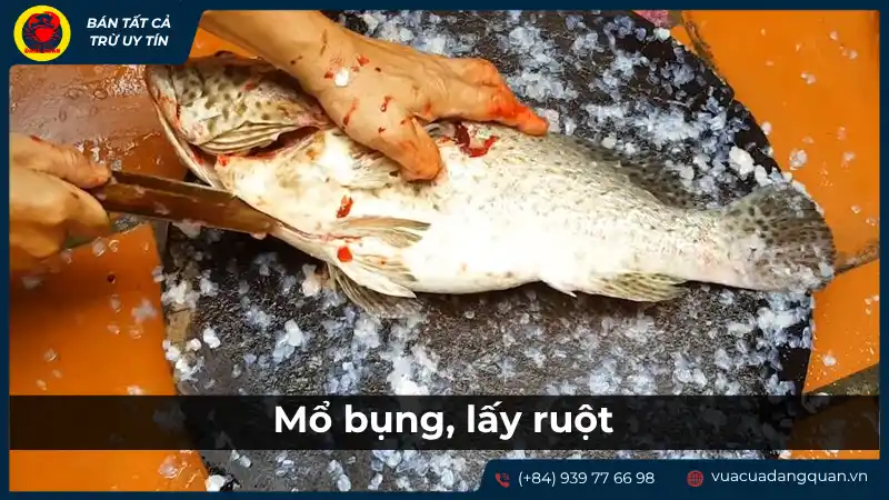 Người đang mổ bụng cá mú để loại bỏ nội tạng.