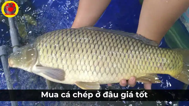 Mua cá chép tươi sống ở đâu giá tốt tại Cần Thơ?