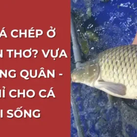 Mua cá chép tươi sống ở đâu Cần Thơ? Vựa Cua Đăng Quân là địa chỉ uy tín.