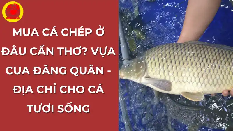 Mua cá chép tươi sống ở đâu Cần Thơ? Vựa Cua Đăng Quân là địa chỉ uy tín.