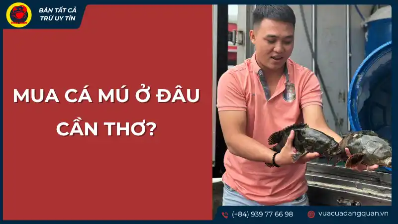 Người bán đang cầm cá mú tươi sống tại quầy hàng, có thể là ở một chợ hoặc vựa cá ở Cần Thơ.