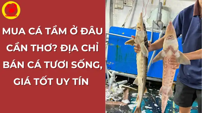 Mua cá tầm tươi sống ở đâu Cần Thơ? Địa chỉ uy tín, giá tốt.