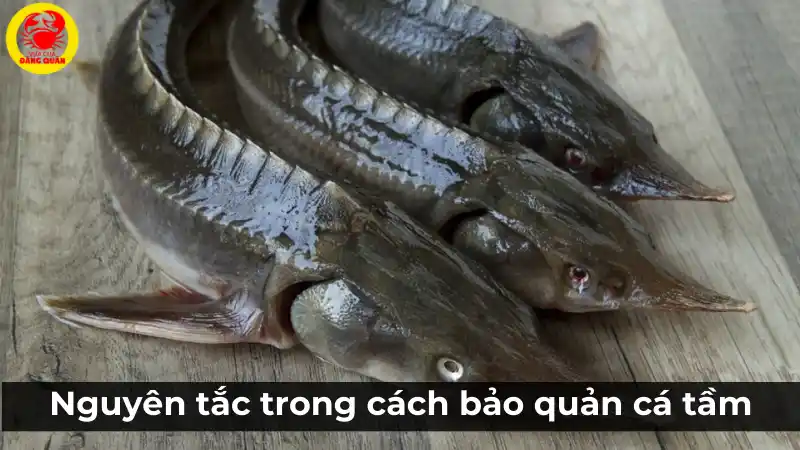 Nguyên tắc trong cách bảo quản cá tầm tươi ngon. Nguyên tắc trong cách bảo quản cá tầm tươi ngon.