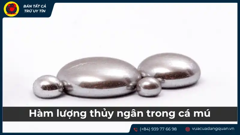 Hàm lượng thủy ngân trong cá và hải sản, ảnh hưởng đến phụ nữ mang thai.