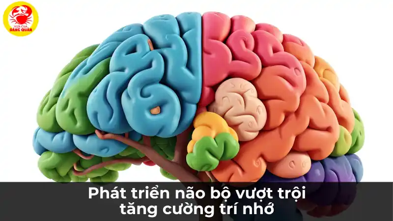 Phát triển não bộ vượt trội và tăng cường trí nhớ.