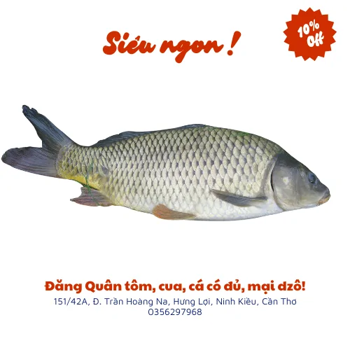 Cá chép tươi ngon tại Vựa Cua Đăng Quân – Đảm bảo chất lượng, giao hàng tận nơi