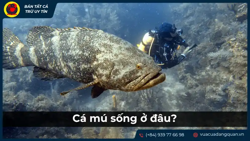 Cá mú sống ở đâu? Môi trường sống và phân bố của cá mú. Cá mú sống ở đâu? Môi trường sống và phân bố của cá mú.
