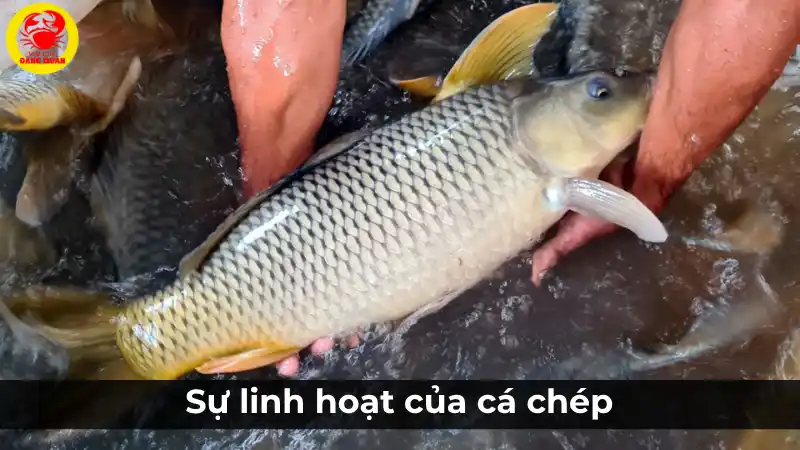 Sự linh hoạt: Tiêu chí quan trọng khi chọn cá chép tươi sống