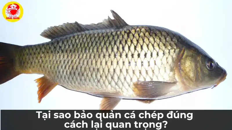 Tại sao bảo quản cá chép đúng cách lại quan trọng?