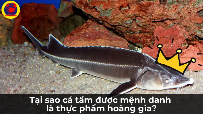 Tại sao cá tầm được mệnh danh là thực phẩm hoàng gia?