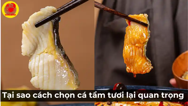 Tại sao cách chọn cá tầm tươi lại quan trọng?
