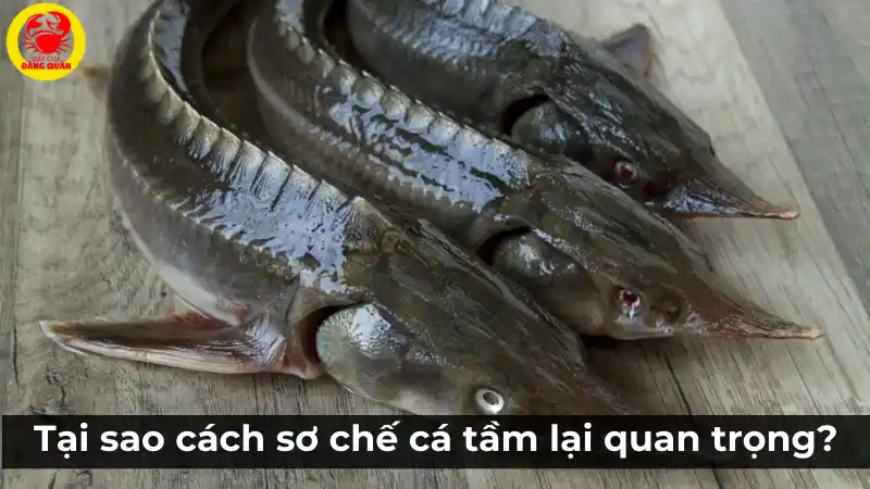 Tại sao sơ chế cá tầm đúng cách lại quan trọng?