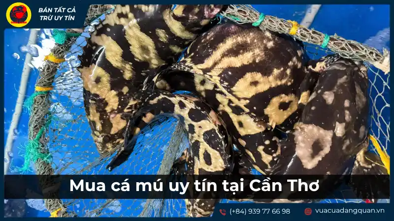 Cá mú tươi sống đang bơi trong bể tại một vựa cá hoặc cửa hàng ở Cần Thơ, thể hiện sự quan trọng của việc chọn địa điểm mua uy tín.