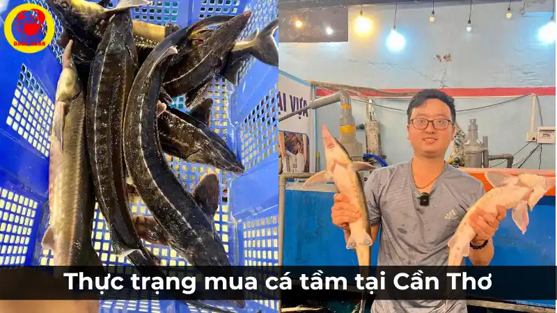 Thực trạng mua cá tầm tại Cần Thơ và địa chỉ uy tín.