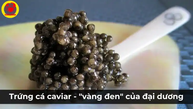 Trứng cá Caviar: "Vàng đen" quý giá của đại dương.