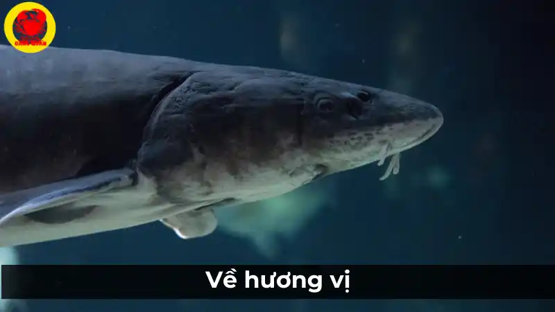 Về hương vị: So sánh cá tầm và cá hồi.