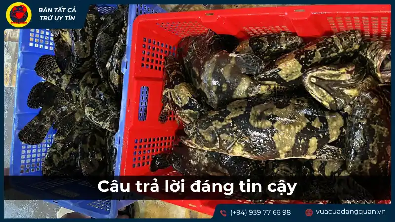 Cá mú hoặc các loại hải sản tươi sống khác được trưng bày trong thùng, gợi ý về một vựa hải sản đáng tin cậy.