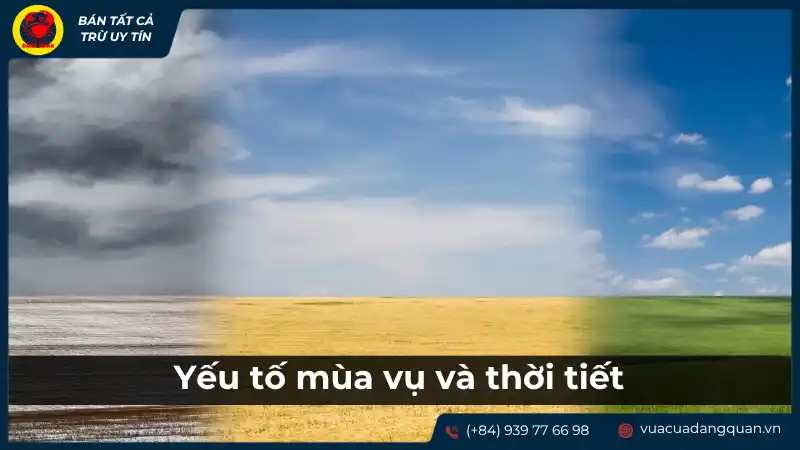 Bầu trời quang đãng, tượng trưng cho mùa vụ và thời tiết tốt, có thể ảnh hưởng đến giá cá mú.