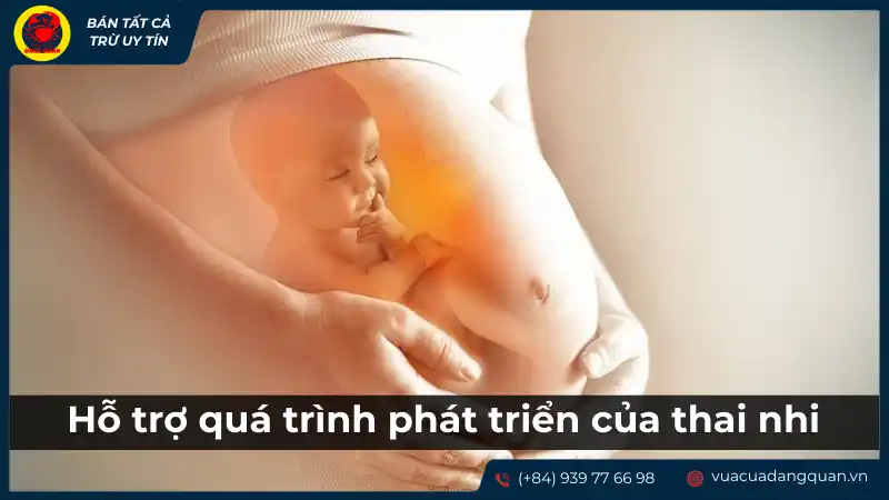 Lợi ích của sò dương đối với quá trình phát triển của thai nhi