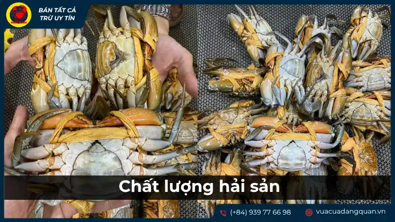 Hải sản tươi sống được bày bán, thể hiện chất lượng hải sản cho tiệc tùng