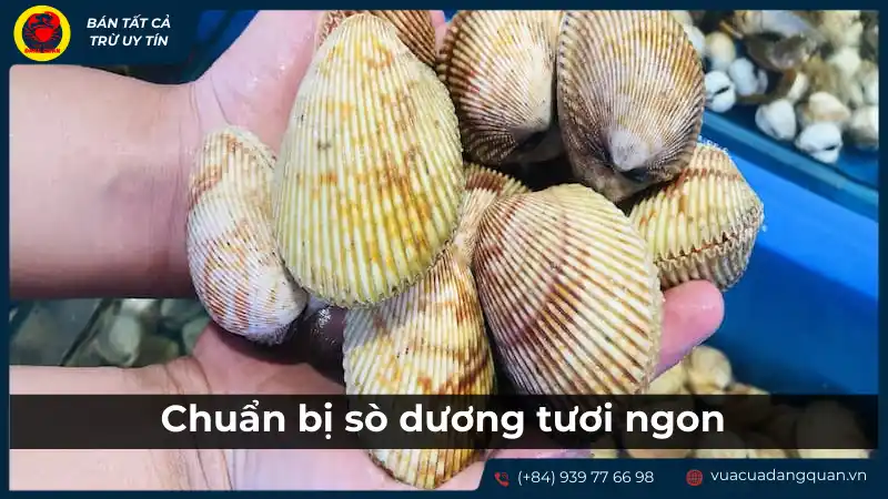 Chuẩn bị sò dương tươi ngon cho món nướng phô mai