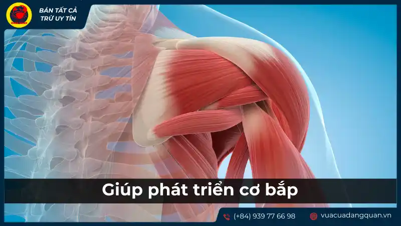 Lợi ích của sò dương đối với việc phát triển cơ bắp