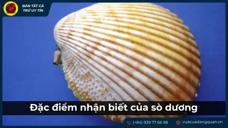 Đặc điểm nhận biết của sò dương qua hình dáng và vỏ