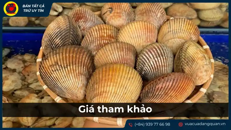 Giá tham khảo của sò dương tươi tại vựa Giá tham khảo của sò dương tươi tại vựa