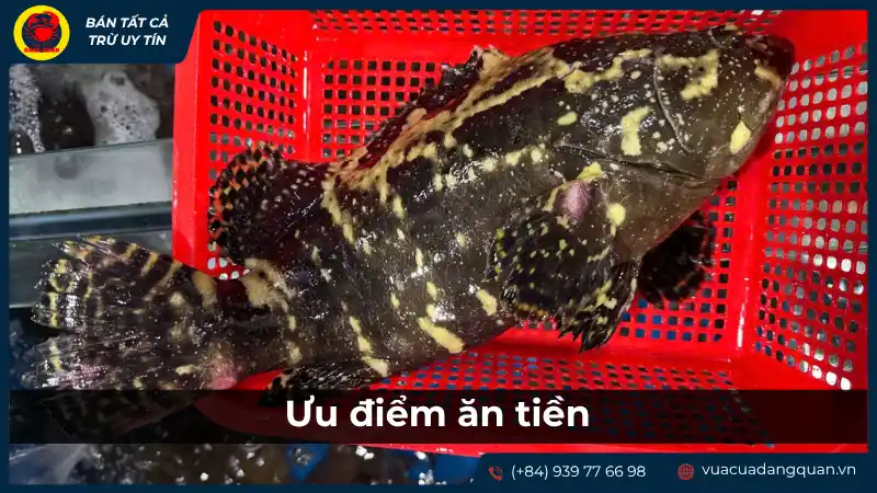 Hải sản tươi sống trong bể, gợi ý về chất lượng và độ tươi ngon