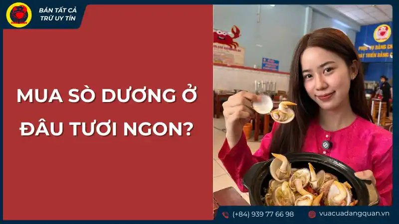 Địa chỉ uy tín để mua sò dương tươi ngon
